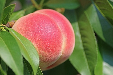 peach-2721852_640 Cet harmonica a une sacrée pêche !